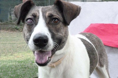 #PraCegoVer: Fotografia da cadela Lupi. Ela tem as cores branco e preto